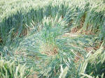 St Martin's Chapel, Wiltshire crop circle, aerial photo 96