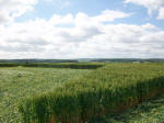 St Martin's Chapel, Wiltshire crop circle, aerial photo 90