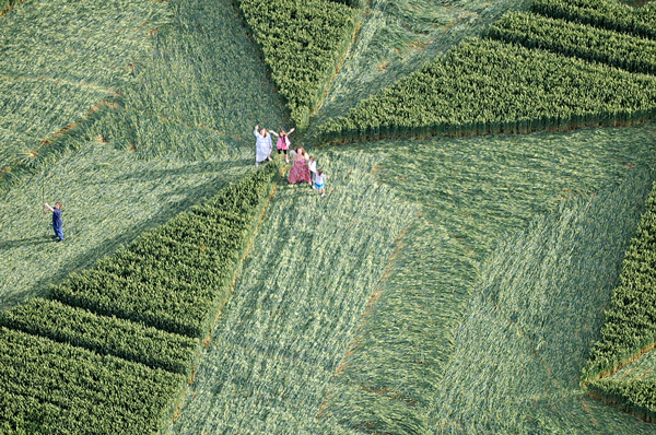 St Martin's Chapel, Wiltshire crop circle, aerial photo 11
