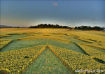 St Martin's Chapel, Wiltshire crop circle, aerial photo 66