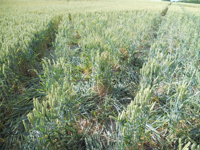 Cley Hill, Wiltshire crop circle, aerial photo 55