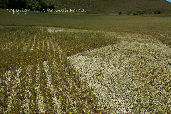 Cley Hill, Wiltshire crop circle, aerial photo 50