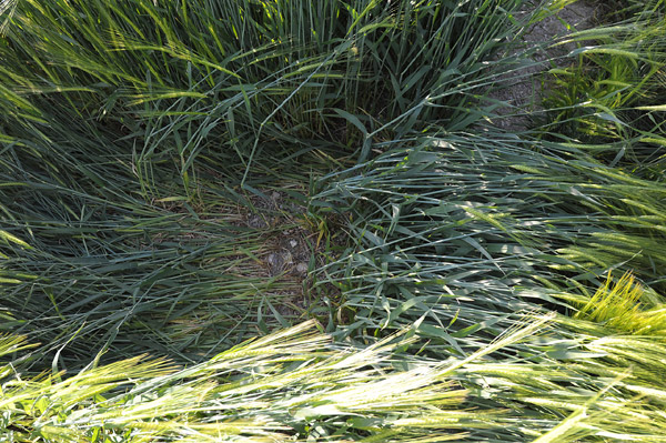 Codford St Peter, Wiltshire crop circle, aerial photo 57