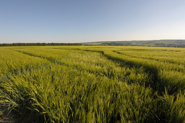 Codford St Peter, Wiltshire crop circle, aerial photo 53