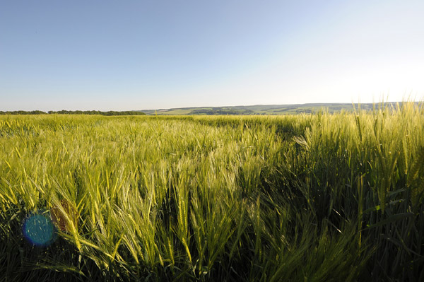 Codford St Peter, Wiltshire crop circle, aerial photo 54