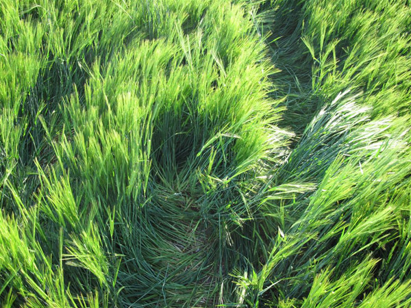 Codford St Peter, Wiltshire crop circle, aerial photo 43