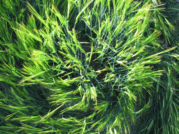 Codford St Peter, Wiltshire crop circle, aerial photo 42