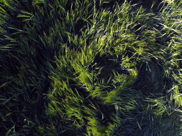 Codford St Peter, Wiltshire crop circle, aerial photo 41