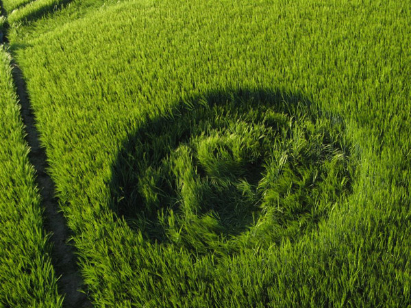 Codford St Peter, Wiltshire crop circle, aerial photo 39