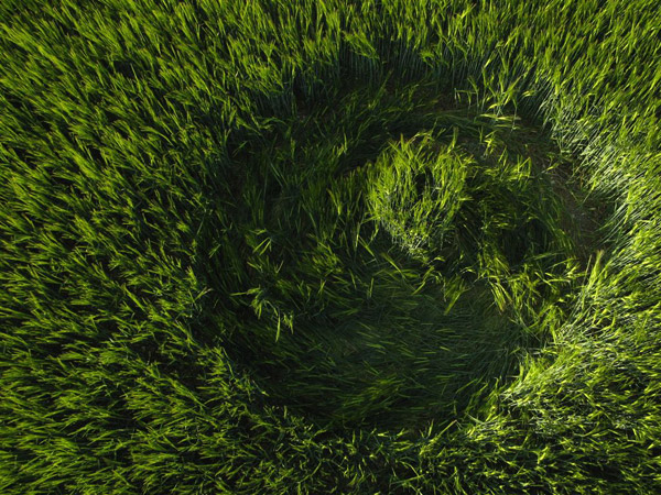 Codford St Peter, Wiltshire crop circle, aerial photo 40