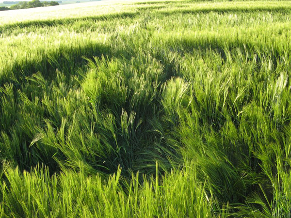Codford St Peter, Wiltshire crop circle, aerial photo 38