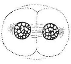 Codford St Peter, Wiltshire crop circle, aerial photo 10