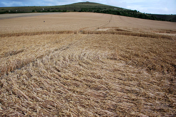 East Field, Wiltshire crop circle, ground photo 71