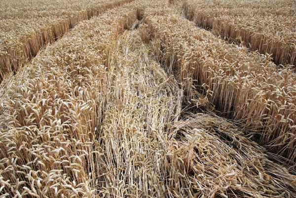 East Field, Wiltshire crop circle, ground photo 84