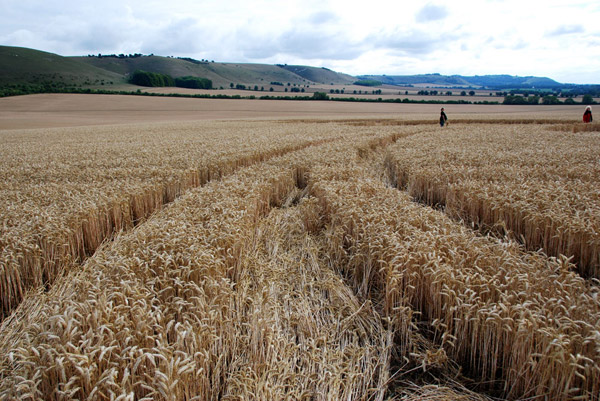 East Field, Wiltshire crop circle, ground photo 73