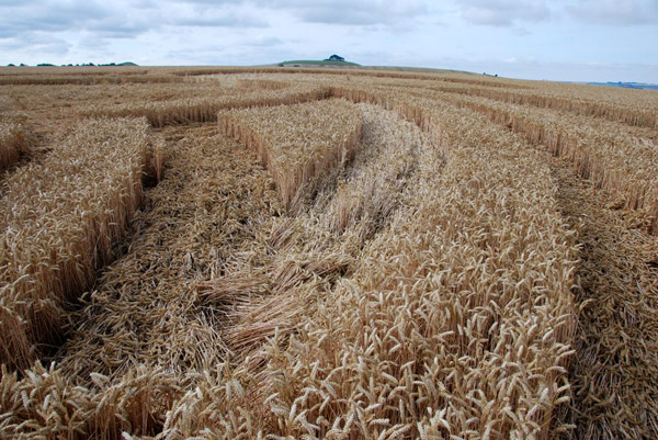 East Field, Wiltshire crop circle, ground photo 76