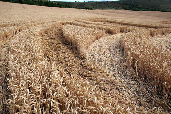 East Field, Wiltshire crop circle, ground photo 78