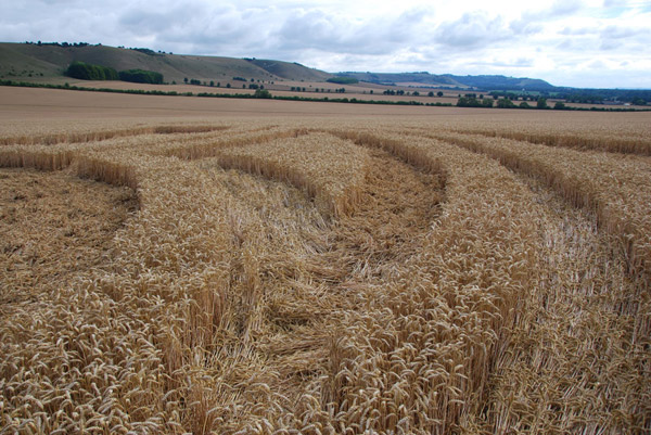 East Field, Wiltshire crop circle, ground photo 82