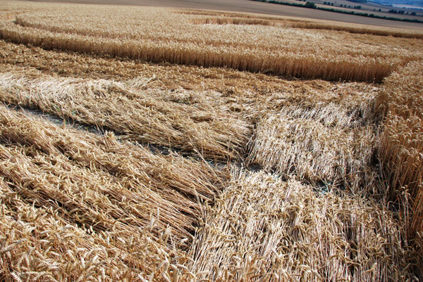 East Field, Wiltshire crop circle, ground photo 72