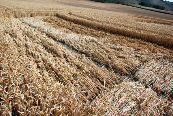 East Field, Wiltshire crop circle, ground photo 74