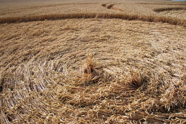East Field, Wiltshire crop circle, ground photo 75