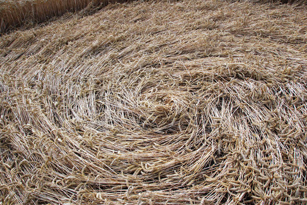 East Field, Wiltshire crop circle, ground photo 77