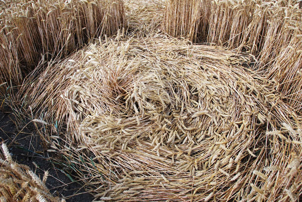 East Field, Wiltshire crop circle, ground photo 80