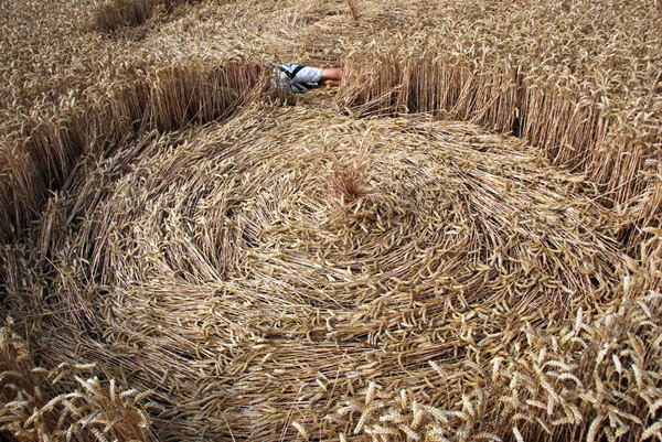 East Field, Wiltshire crop circle, ground photo 81