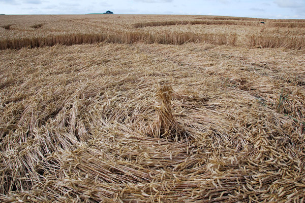 East Field, Wiltshire crop circle, ground photo 83