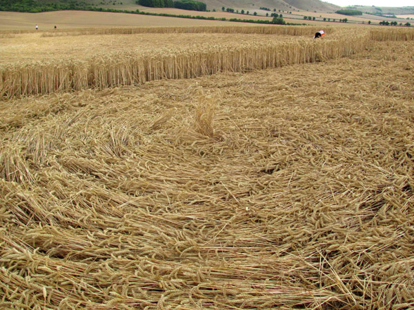 East Field, Wiltshire crop circle, aerial photo 95