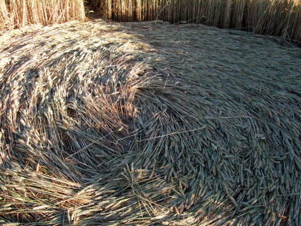 Farley Mount, Hampshire crop circle, aerial photo 43