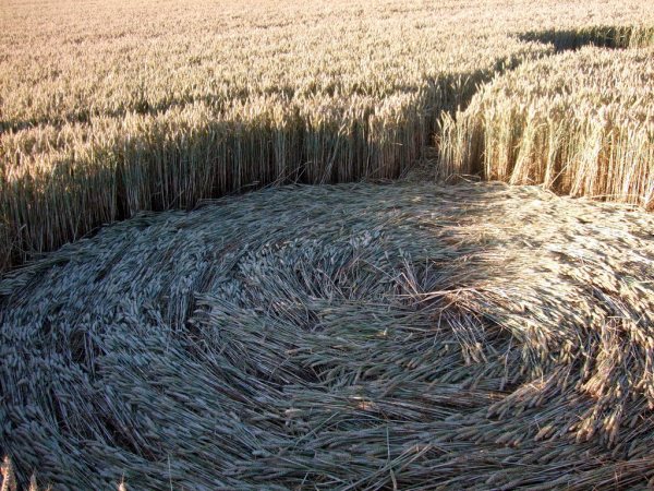 Farley Mount, Hampshire crop circle, aerial photo 42