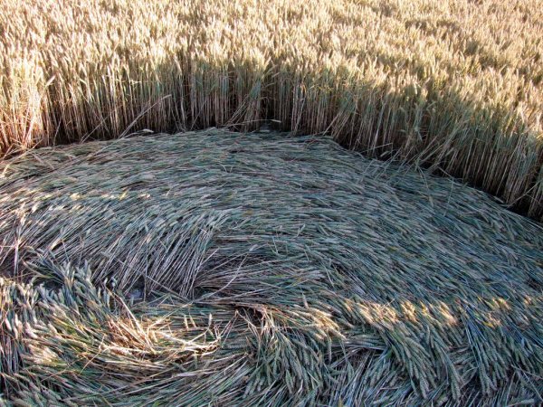 Farley Mount, Hampshire crop circle, aerial photo 36