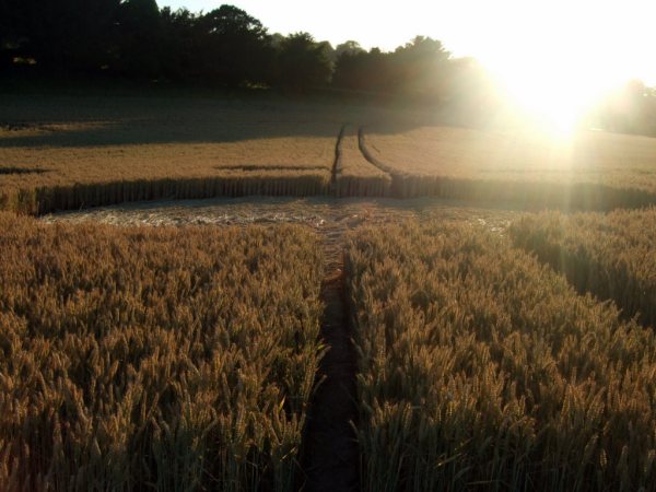 Farley Mount, Hampshire crop circle, aerial photo 34