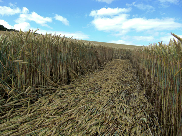Fosbury, Wiltshire crop circle, aerial photo 73