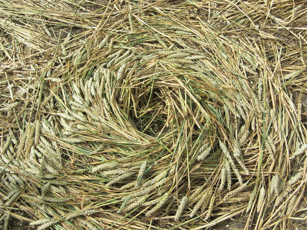 Fosbury, Wiltshire crop circle, aerial photo 75