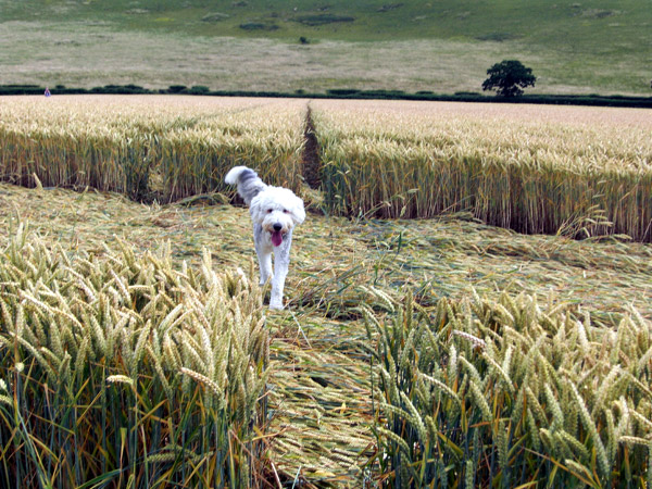 Fosbury, Wiltshire crop circle, aerial photo 74
