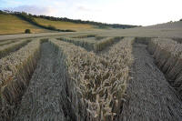 Fosbury, Wiltshire crop circle, aerial photo 91