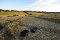 Fosbury, Wiltshire crop circle, aerial photo 100