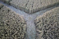 Fosbury, Wiltshire crop circle, aerial photo 96