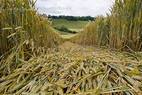 Fosbury, Wiltshire crop circle, aerial photo 80