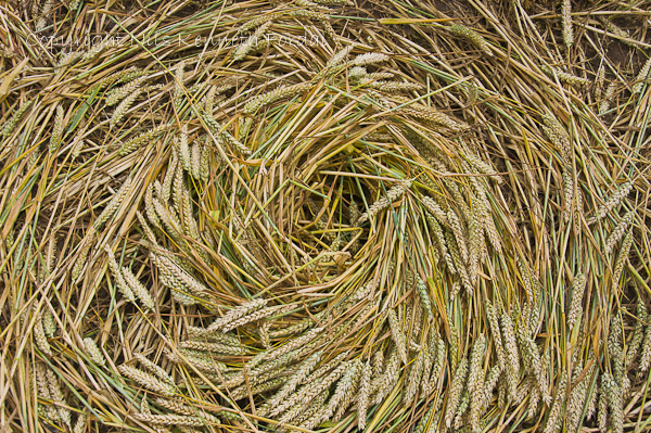 Fosbury, Wiltshire crop circle, aerial photo 82