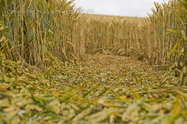 Fosbury, Wiltshire crop circle, aerial photo 81