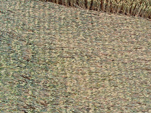 Guys Cliffe, Warwickshire crop circle, ground photo 77