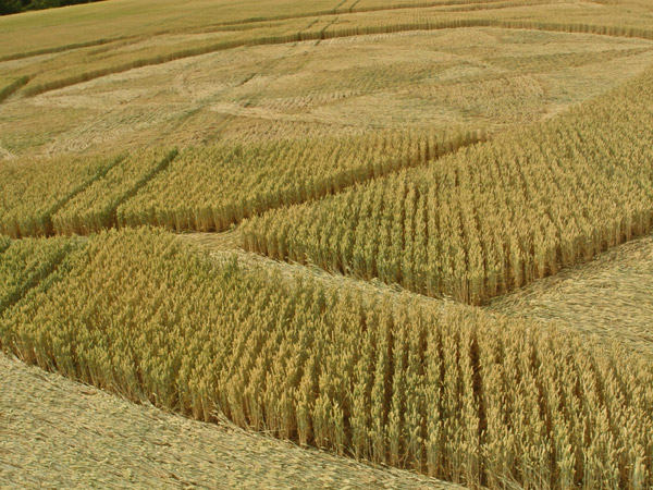 Guys Cliffe, Warwickshire crop circle, aerial photo 73