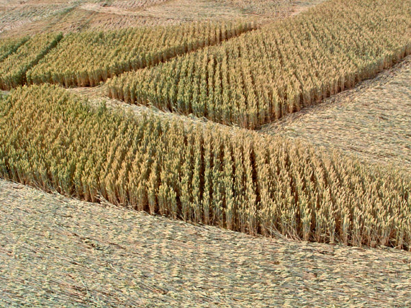 Guys Cliffe, Warwickshire crop circle, aerial photo 76
