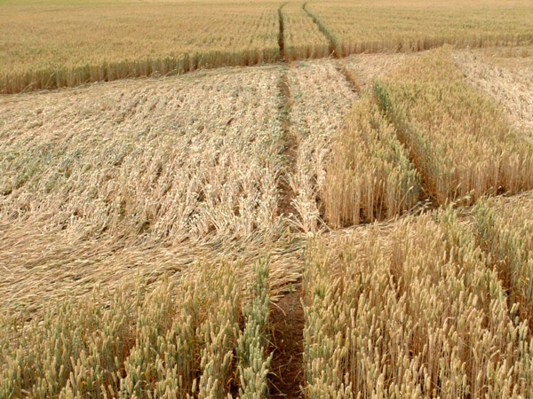 Guys Cliffe, Warwickshire crop circle, aerial photo 74