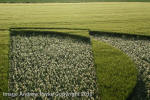Liddington Castle, Wiltshire crop circle, aerial photo 106