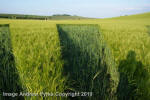 Liddington Castle, Wiltshire crop circle, aerial photo 122