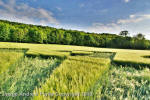 Liddington Castle, Wiltshire crop circle, aerial photo 109
